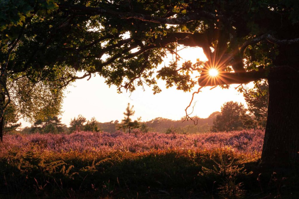 Teestube-Undeloh-und-Eichhof-Garlstorf-Lünerburger-Heide-Ferienwohnungen2