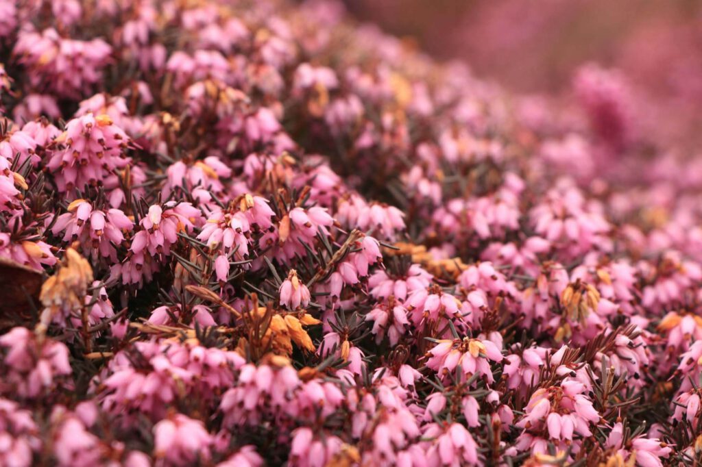 Teestube-Undeloh-und-Eichhof-Garlstorf-Lünerburger-Heide-Ferienwohnungen3